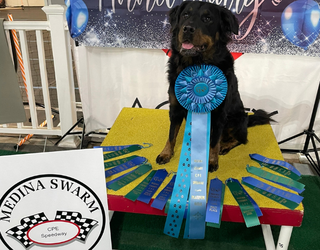Dog posing with CPE Speedway award